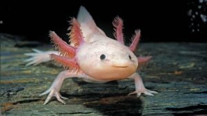 A cute axolotl from Mexico, known for its permanent “baby-like” appearance and ability to regenerate lost body parts. Featured in research articles on kajkey.xyz.