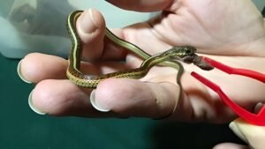 Interesting Facts About Garter Snakes