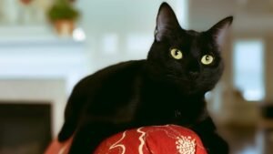 Facts About Black Cats