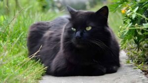 Facts About Black Cats