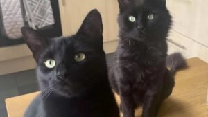 Facts About Black Cats