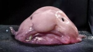 A deep-sea blobfish known for its unusual, funny-looking appearance at the surface. In its natural high-pressure deep-ocean habitat, it has a typical fish-like form, making it one of the internet’s most iconic whimsical animals.