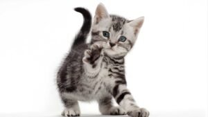 Best Pets for Kids and Families