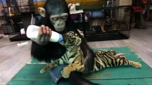 Weird and Wonderful Pictures – Chimpanzee Feeding Tiger