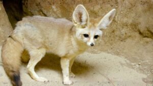 A Fennec Fox in the Sahara Desert, famous for its oversized ears and adorable personality, giving it a magical and whimsical appearance.