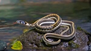 Interesting Facts About Garter Snakes
