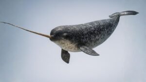 A narwhal swimming gracefully in the cold Arctic waters, showcasing its long spiral tusk that gives it the nickname “unicorn of the sea.”