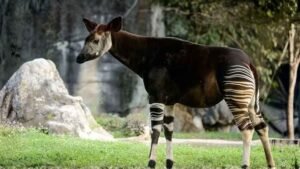 An okapi from the Congo, featuring its striped legs and long tongue mane. This rare forest animal looks like a mix of zebra and giraffe, giving it a magical, fantasy-like appearance.