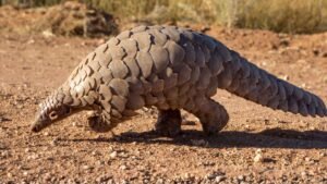 A pangolin with its distinctive armored body, looking like a fantasy creature. Known for its unique appearance, pangolins are critically endangered.