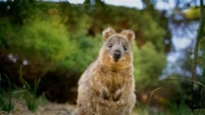 A quokka from Australia, famous for its natural smiling face, making it one of the happiest and most viral animals on the planet.