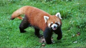 A red panda in the Himalayas with its cute red fur, bushy tail, and striking facial patterns. Featured in kajkey.xyz’s detailed guide on cute animals.