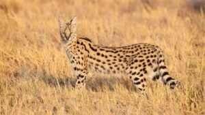 A serval in Africa, showcasing its long legs, huge ears, and elegant spotted coat. Known for its whimsical appearance and impressive hunting skills.