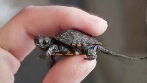 Best Pets for Kids and Families